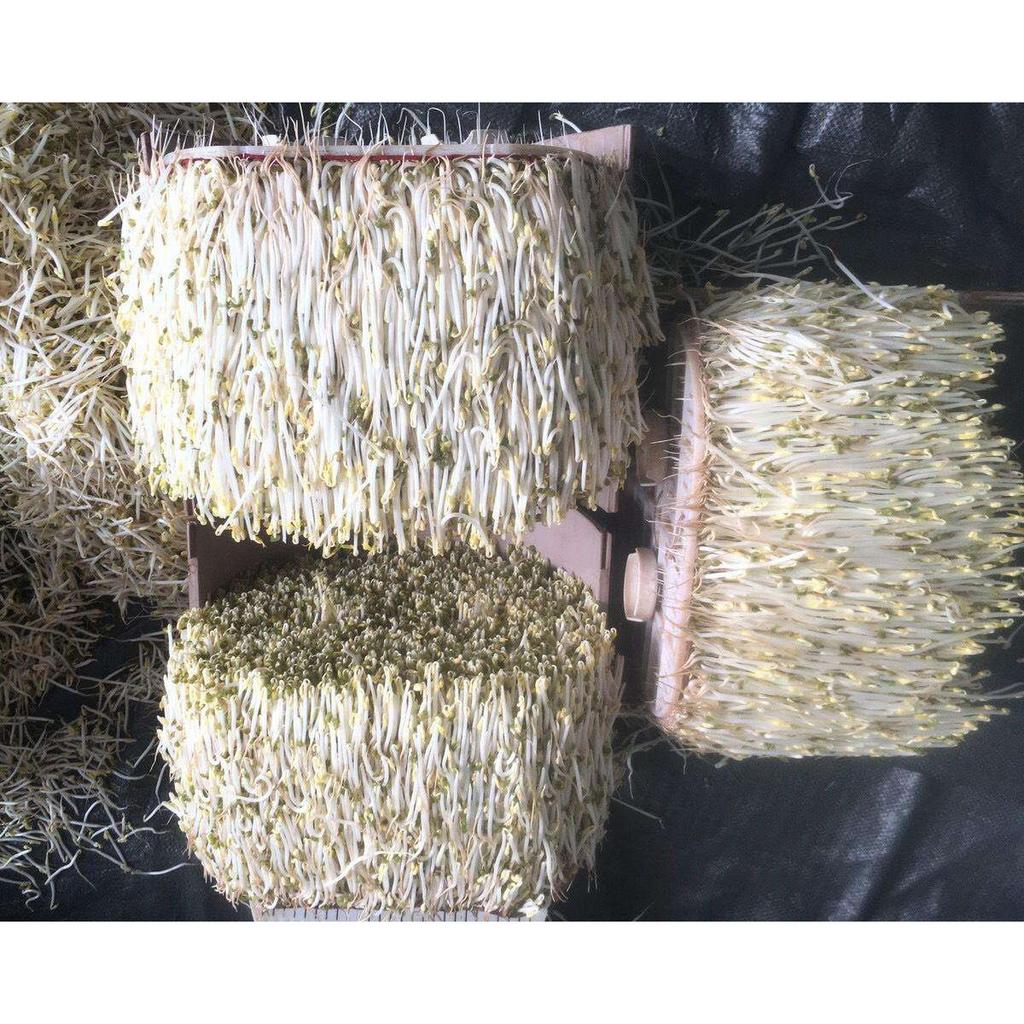 Tổng quan Máy làm giá đỗ công nghiệp Toàn Diện 100kg